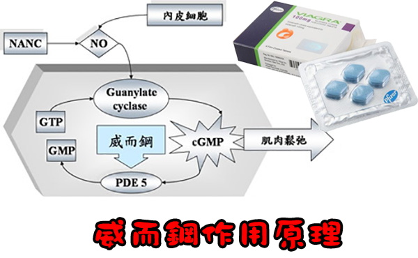 威而鋼作用原理